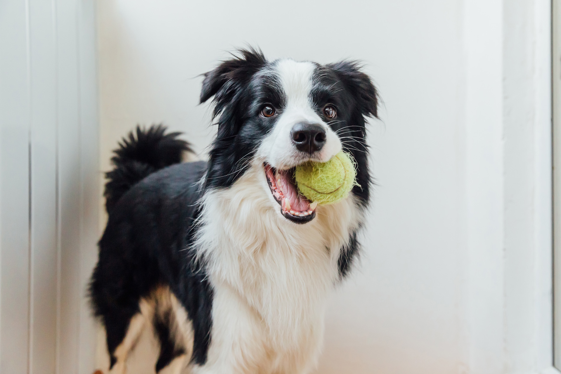 a border collie dog with a tennis ball in its mouth